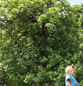 Apple tree. We brought our own apples. Mr. Offspring played some football. Then he ate it.